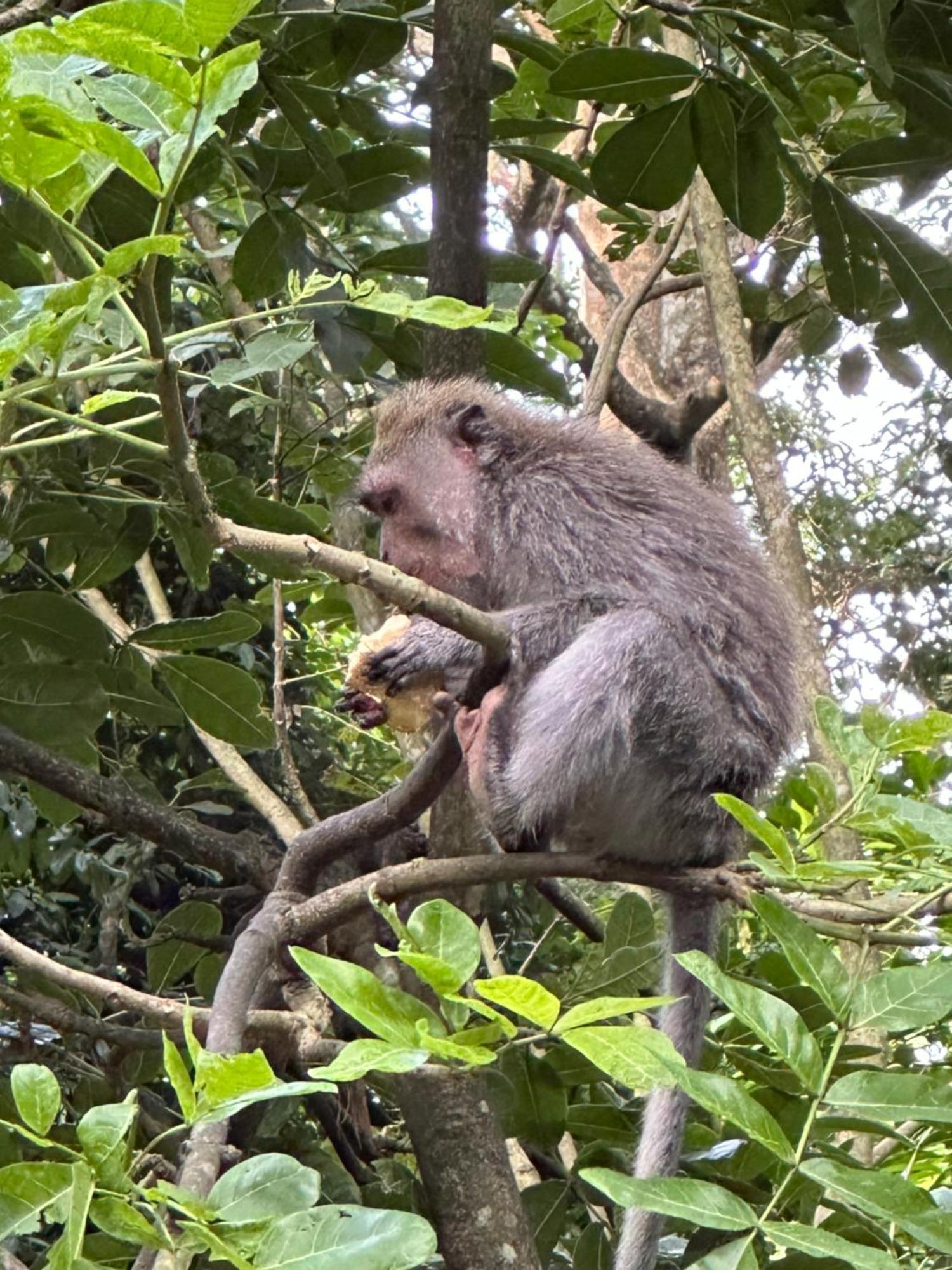 Brata Inn Ubud מראה חיצוני תמונה